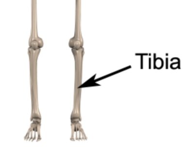Relevant Anatomy for a Tibial Stress Fracture