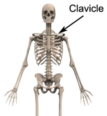 Anatomy for a Clavicle Fracture