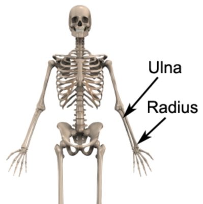 Radius Fracture Anatomy