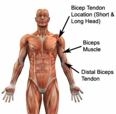 Relevant Anatomy for a Biceps Tendon Rupture