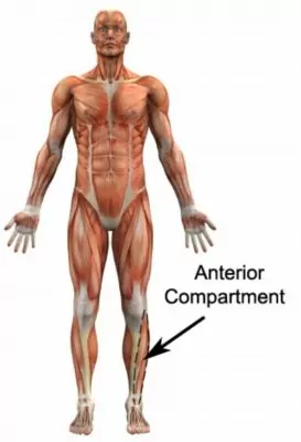 Anterior compartment muscles of right lower leg