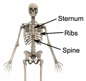 Relevant Anatomy for a Rib Contusion