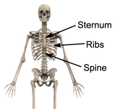 Relevant Anatomy for a Rib Stress Fracture