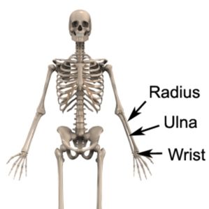 Relevant Anatomy for Wrist Tendonitis