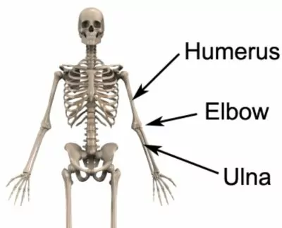 Elbow Impingement Anatomy