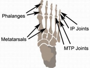 Relevant Anatomy for a Sprained Toe