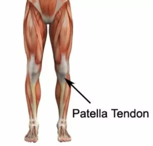 Patella Tendon Anatomy