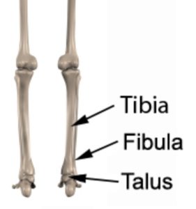 Tibia, Fibula and Talus Anatomy