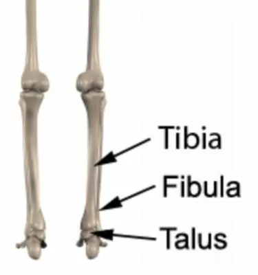 Relevant Anatomy for a Dislocated Ankle
