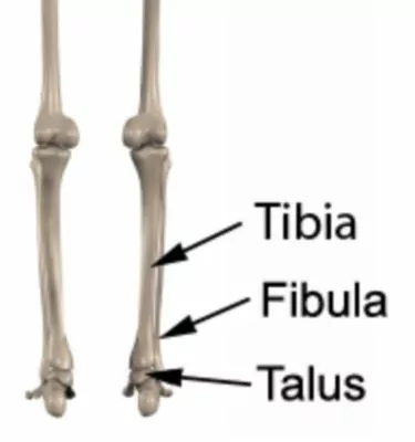 Relevant Anatomy for Ankle Synovitis