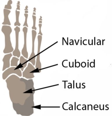 Talus Fracture Anatomy