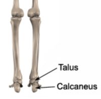 Achilles and Heel Pain Diagnosis - Calcaneus and Talus