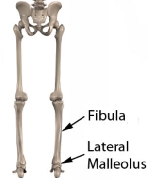 Lateral Malleolus Fracture Anatomy