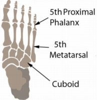5th Metatarsal Fracture Anatomy