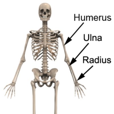 Relevant Anatomy for a Supracondylar Fracture