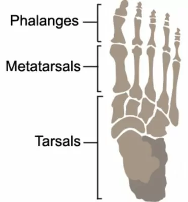 Relevant Anatomy for a Metatarsal Fracture