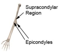 Supracondylar Fracture Anatomy