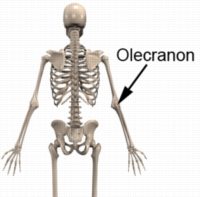 Olecranon Anatomy