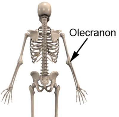 Olecranon Fracture Anatomy