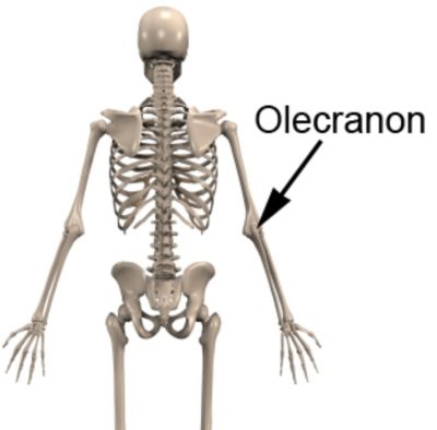 olecranon process ulna