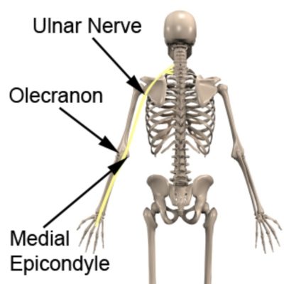 Relevant Anatomy of Ulnar Nerve Compression
