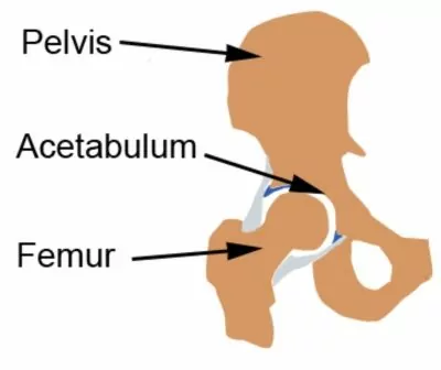 Pelvis Anatomy (including Femur and Acetabulum i.e. hip joint socket)