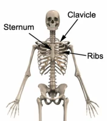 Sternum Anatomy