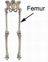 Thigh Pain Diagnosis Guide -Femoral Shaft Fracture Anatomy