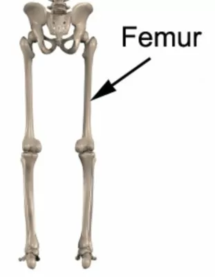 Relevant Anatomy for a Femoral Shaft Fracture