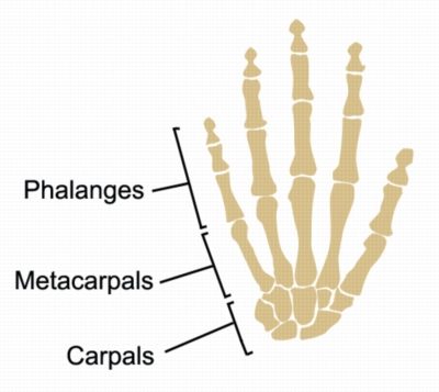 Phalanges Anatomy (Hand)