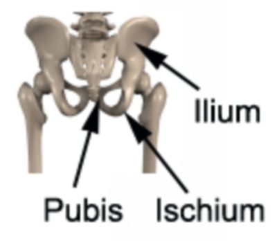 Relevant Anatomy for a Pelvic Stress Fracture