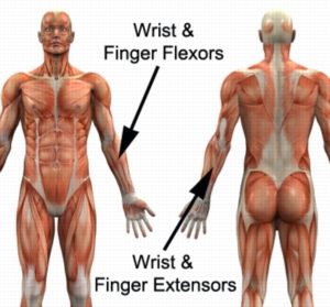 Relevant Muscular Anatomy for Wrist Tendonitis