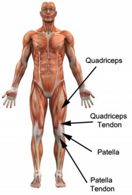 Relevant Anatomy for Quadriceps Tendonitis