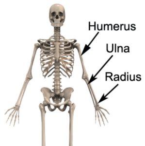 Humerus Fracture Anatomy