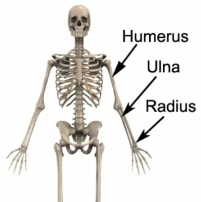 humerus bone image