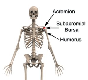 Relevant Anatomy for Shoulder Impingement