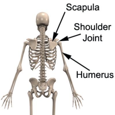 Relevant Anatomy for a Scapula Fracture (Back View)