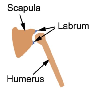 Labral Tear of the Shoulder Anatomy