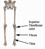 Less Common Knee Injuries - Superior Tibiofibular Joint Anatomy