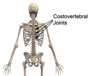 Upper Back Injuries - Costovertebral Joint Anatomy