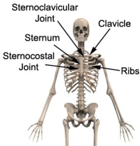 Upper Back and Chest Pain Diagnosis Guide - Sternoclavicular Joint Sprain Anatomy