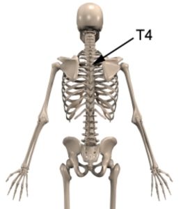 Upper Back Injuries - T4 Syndrome Anatomy