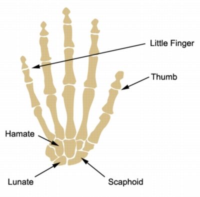 Scaphoid Lunate and Hamate Anatomy