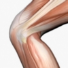      Knee Injury Diagnosis