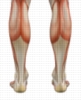 Lower Leg Injury Diagnosis