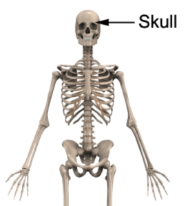 Relevant Bony Anatomy of the Skull
