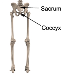 Sacrum and Coccyx Anatomy