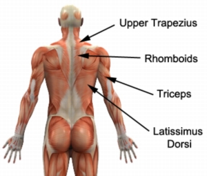 Major Muscles of the Upper Body (Posterior)