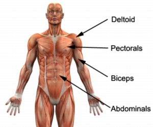 Major Muscles of the Upper Body (Anterior)