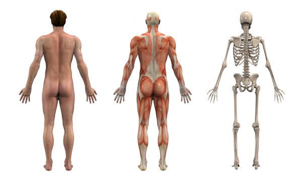 Physiotherapy Anatomy for Online Consultations